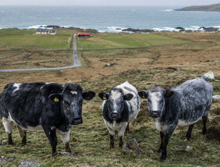Croft Cows