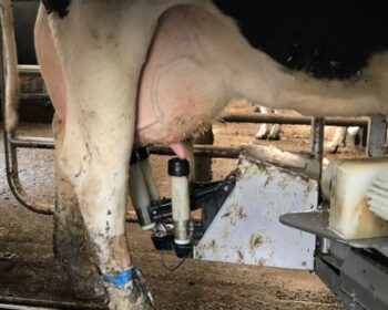 Milking Robot