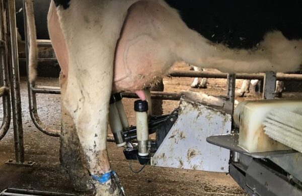 Milking Robot