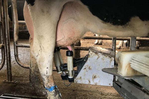 Milking Robot