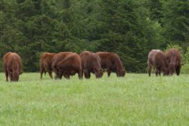 Beef Cattle Grazing grass