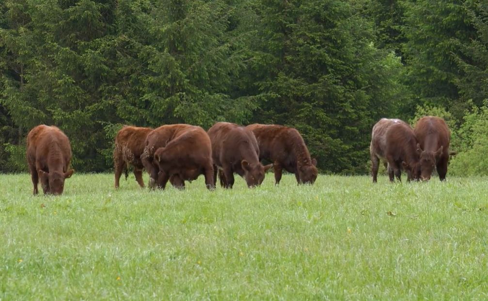 Beef Cattle Grazing grass