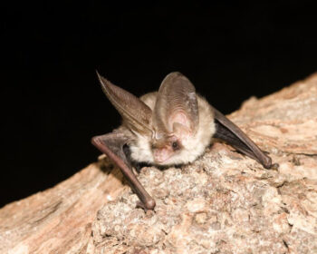 Brown long-eared bat © Hugh Clark / www.bats.org.uk.