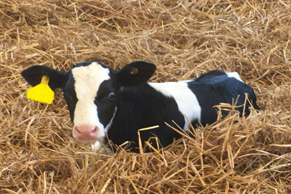 Fresian calf in straw