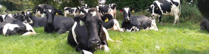 Dairy Cows Lying Down Banner