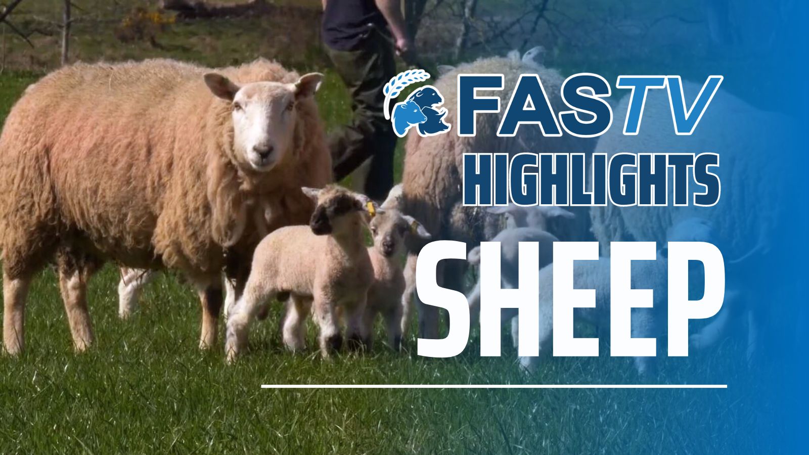 FAS TV Highlights Sheep