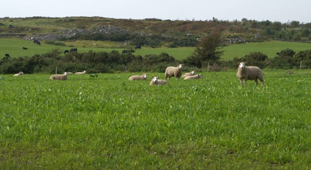 Sheep in multi species swards