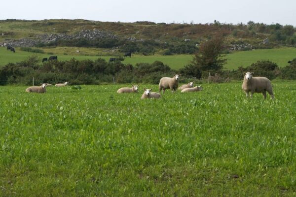 Sheep in multi species swards