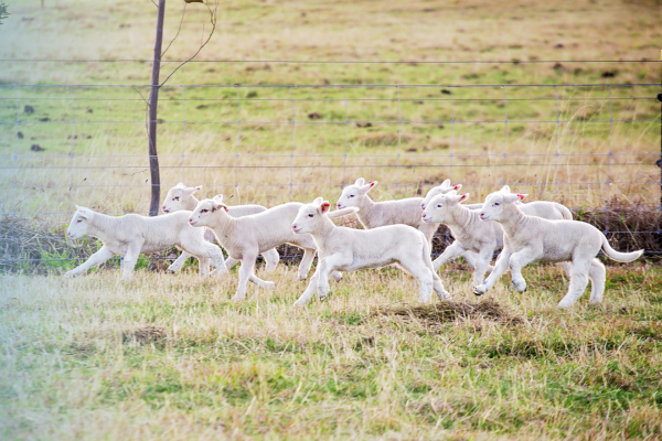 Lambs running in a field