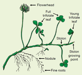 white clover AHDB