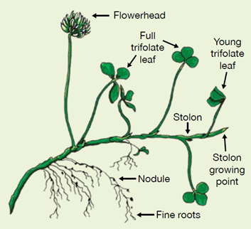 AHDB White Clover