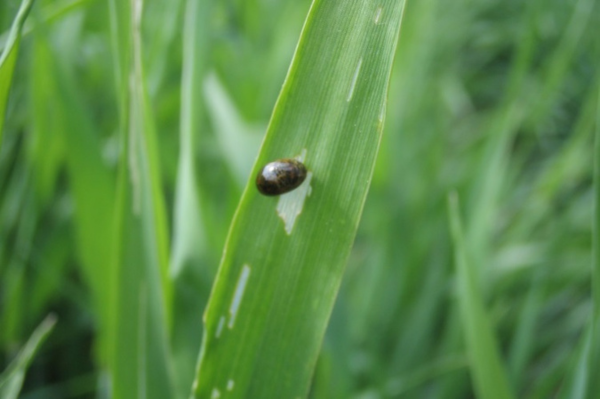 Integrated Pest Management