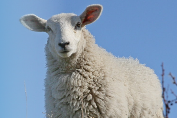 Sheep
