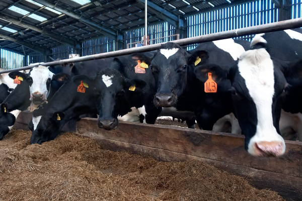 Cows eating silage