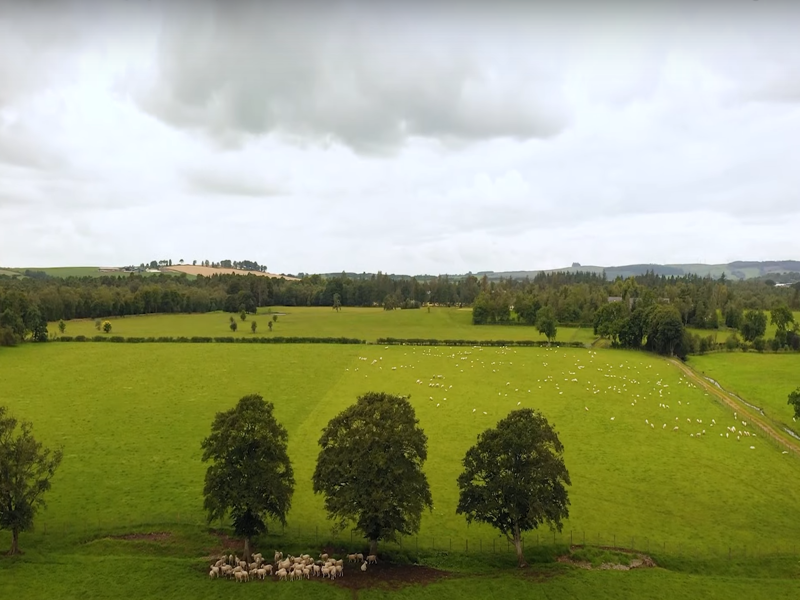 Aerial photo of a farm with sheep under 3 trees