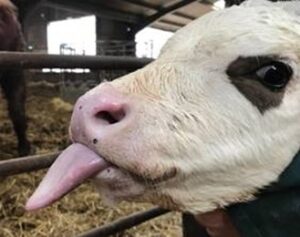 Calf with a floppy tongue and squinty jaw