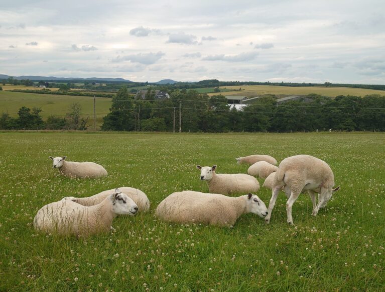 Aberfield Maternal Rams. Credit: Daniel Stout Aberfield Maternal Rams. Credit: Daniel Stout