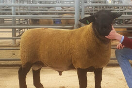 Suffolk Terminal Sire Ram. Credit: Lorna Shaw