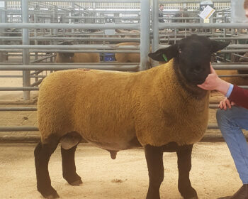 Suffolk terminal sire ram Suffolk Terminal Sire Ram. Credit: Lorna Shaw
