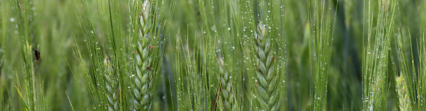 Water on Crop_Envato Water on Crop_Envato