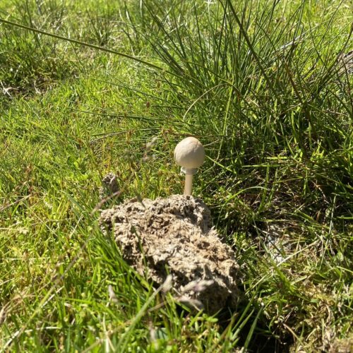 Fungi_Kirkton2 Fungi