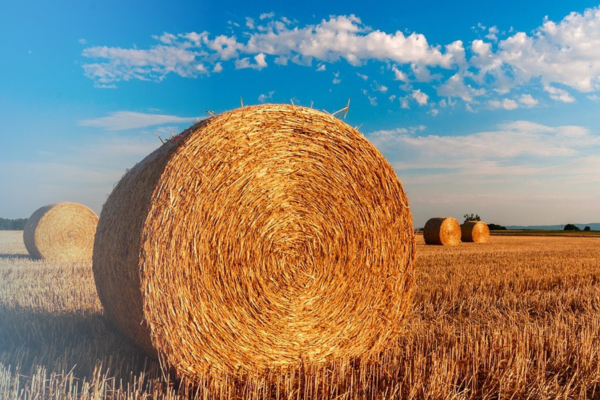 Large Round straw bale in a field