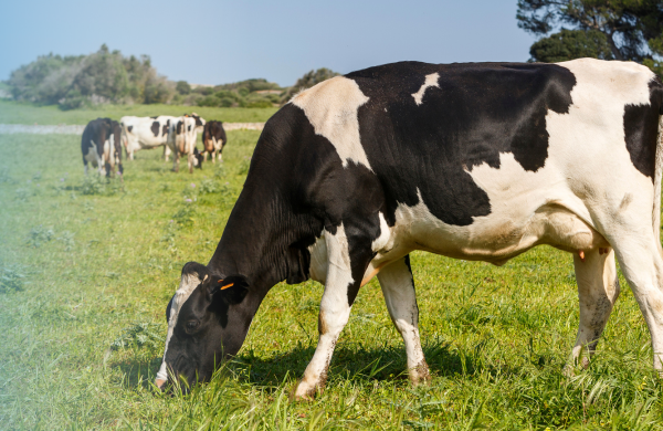 Dairy Cow grazing in a field
