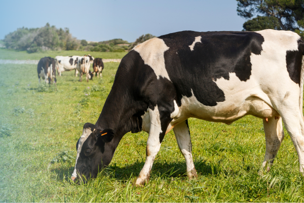 Dairy Cow grazing in a field