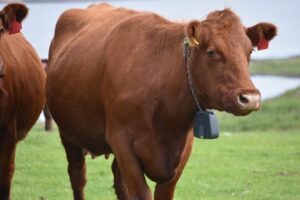A Luing Cow with a no fence collar