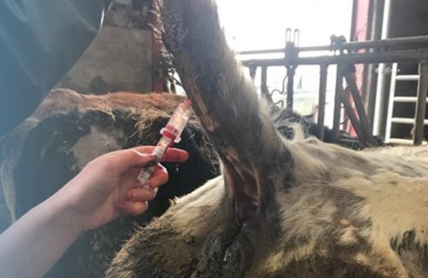 Blood being taken from the underside of a cow's tail