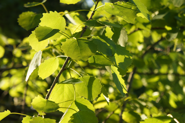 Picture1 Close up of silver birch leaves