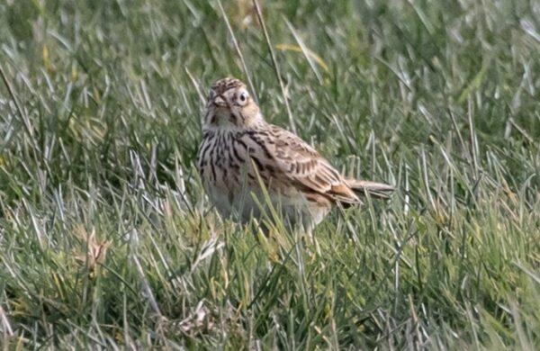 Skylark in grass