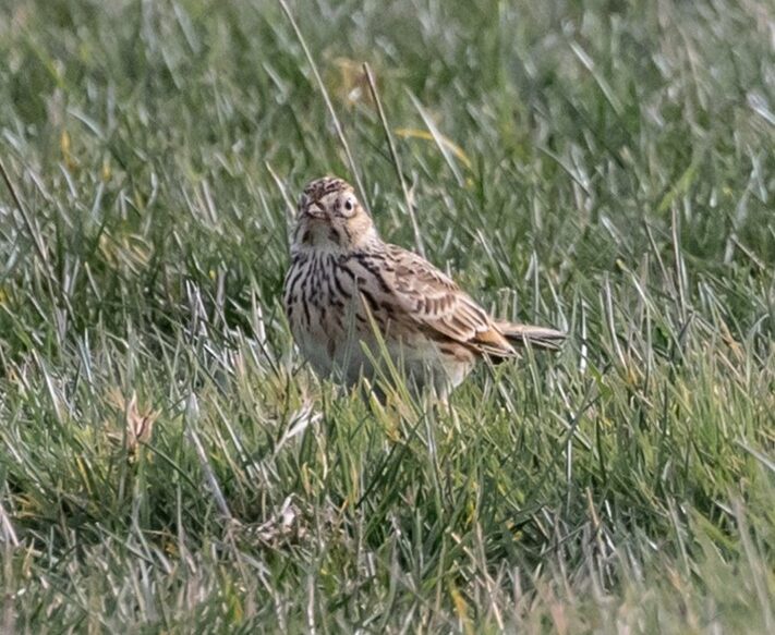 Skylark in grass