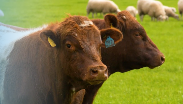 Herd Plan Cattle Sheep in Background