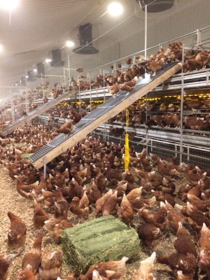 Poultry Lucerne Block Figure 1 - Lucerne Bales