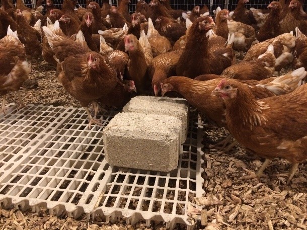 Poultry Pecking Block Figure 3 - Pecking Block