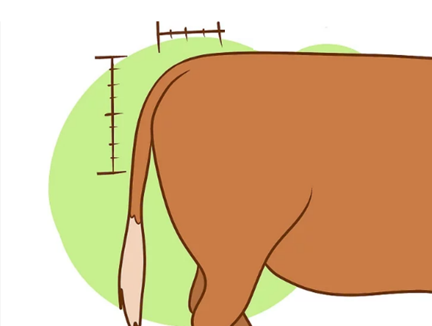 Cow's tailhead Cow's tailhead