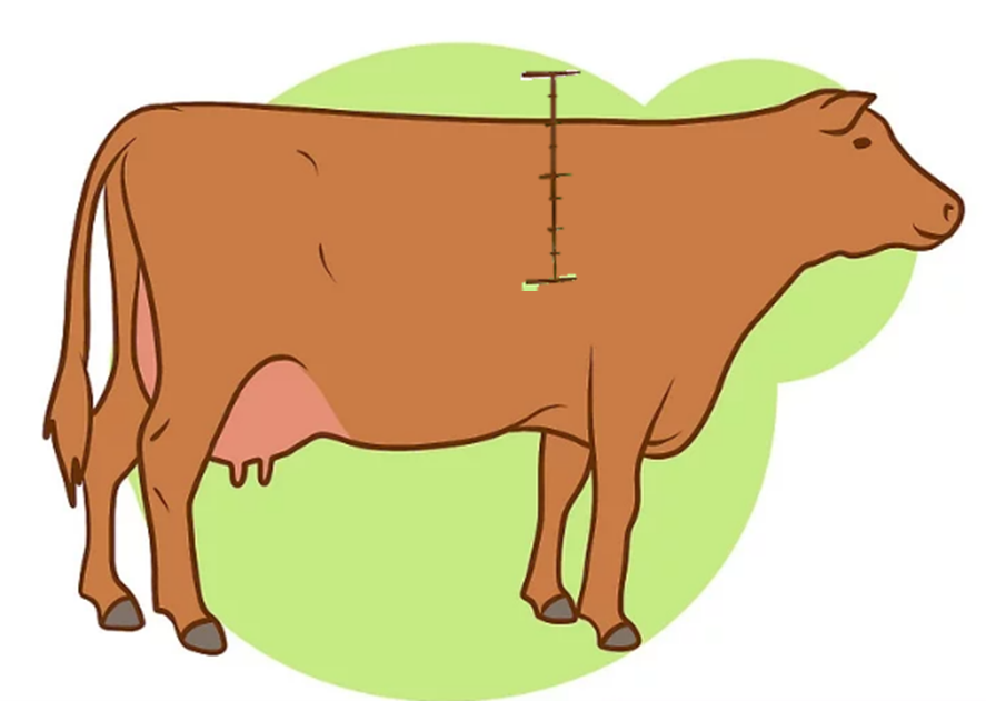 Picture of a cow's shoulder area Picture of a cow's shoulder area