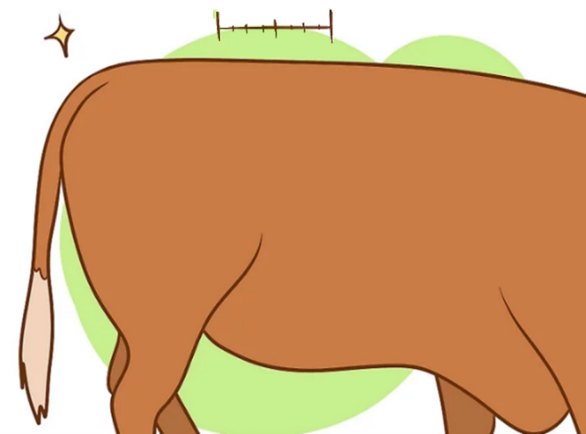 Picture of a cow's tailhead Picture of a cow's tailhead