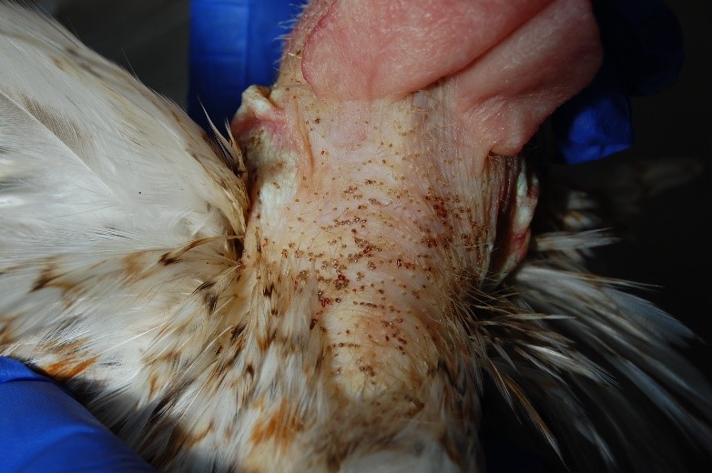 Figure 2 - Red Mite feeding on a hen