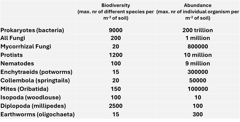 What lives in the soil What lives in the soil