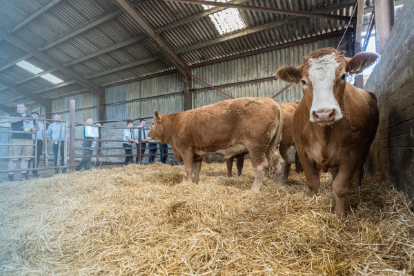Sustainable Beef Systems