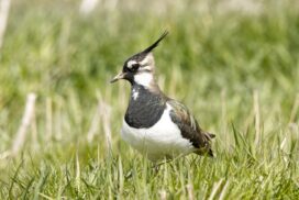 Lapwing bird Photo by David Brown