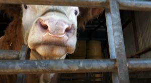 Bull close up