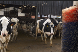 Dairy cows outside shed 1