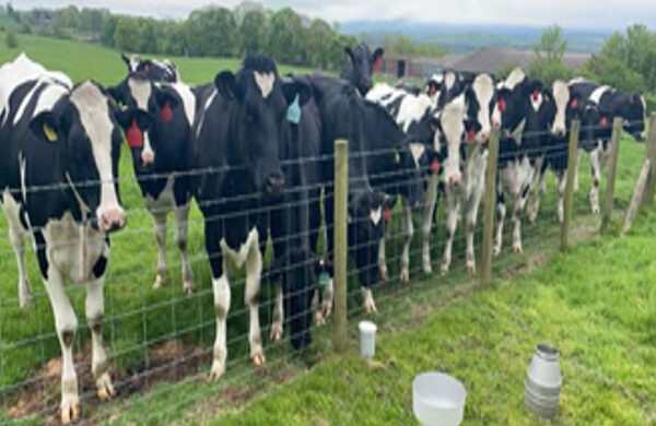 Dairy Heifers at a fence