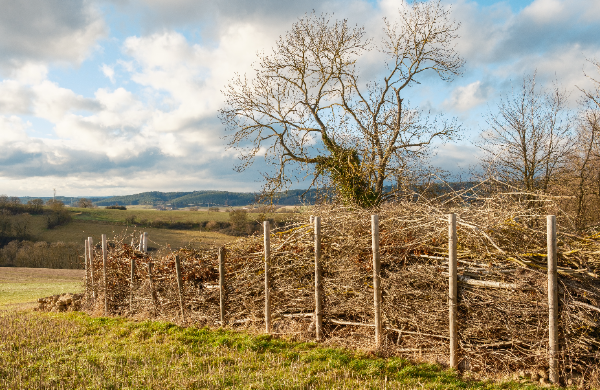 Dead Hedge