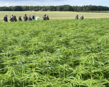 A field of hemp