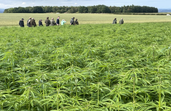A field of hemp