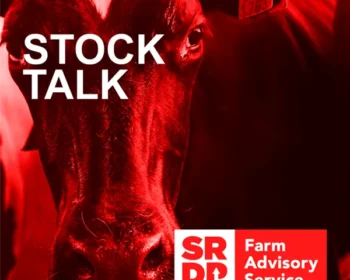 Stock Talk Podcast